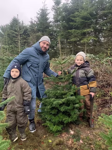 Fældet juletræ klar til afhentning på gårdspladsen hos Jagtgården Juletræer