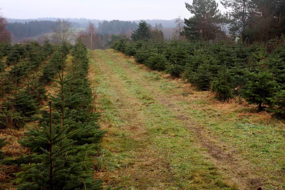 Juletræsplantagen hos Jagtgården