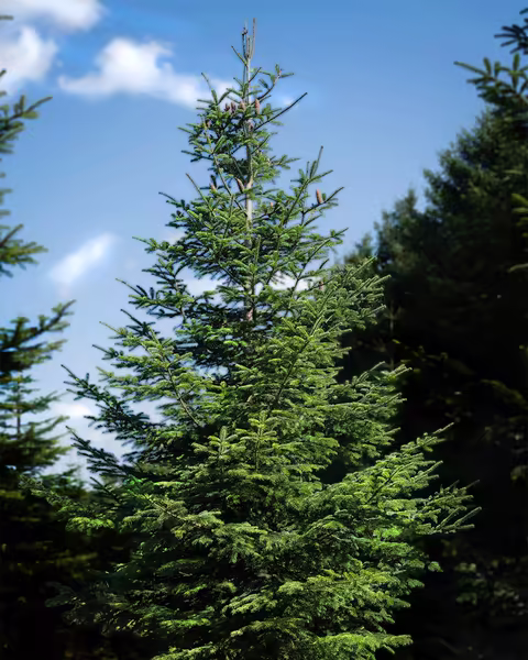 Tæt dansk nordmannsgran juletræ på 7 meter med kraftige grene