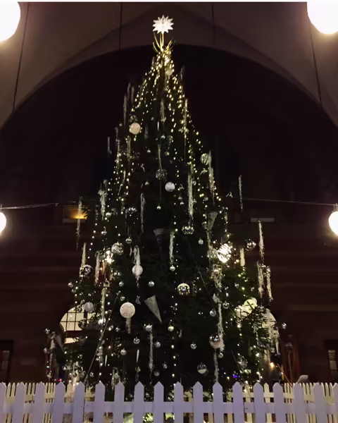 Stort juletræ på 7 meter leveret og opsat af Jagtgården Juletræer