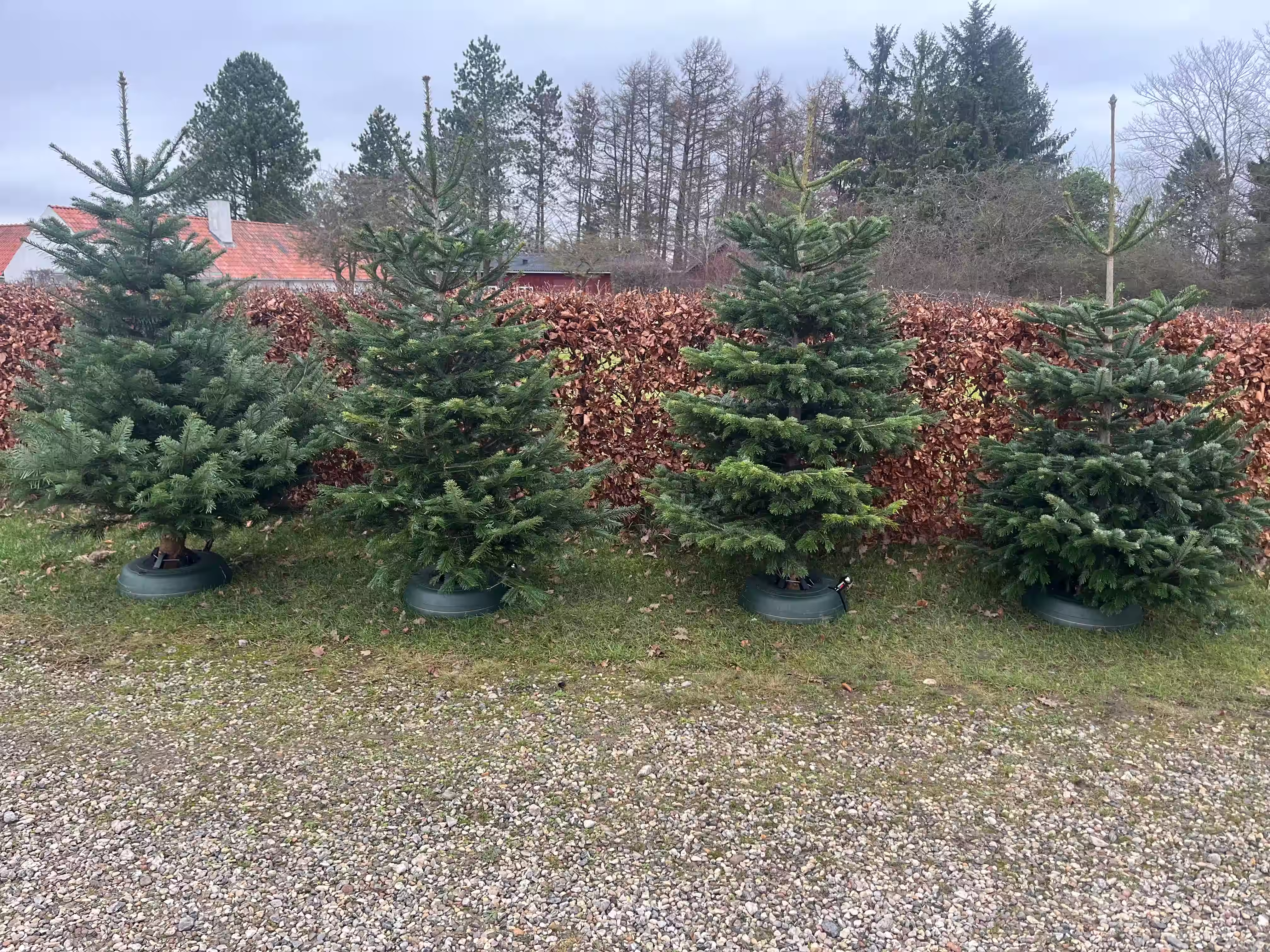 Kravlenisse på juletræ i plantagen hos Jagtgården Juletræer klar til nissetælling
