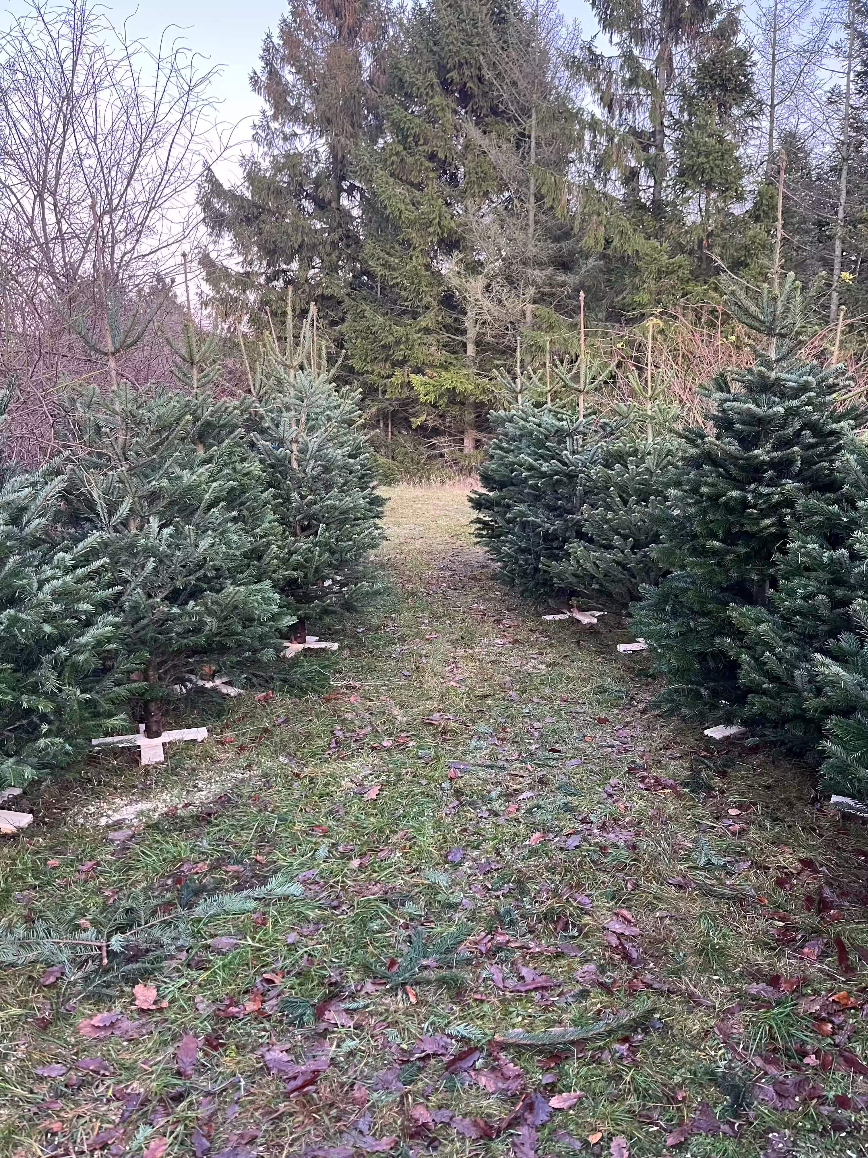 sti mellem juletræer på gårdspladsen hos Jagtgården Juletræer