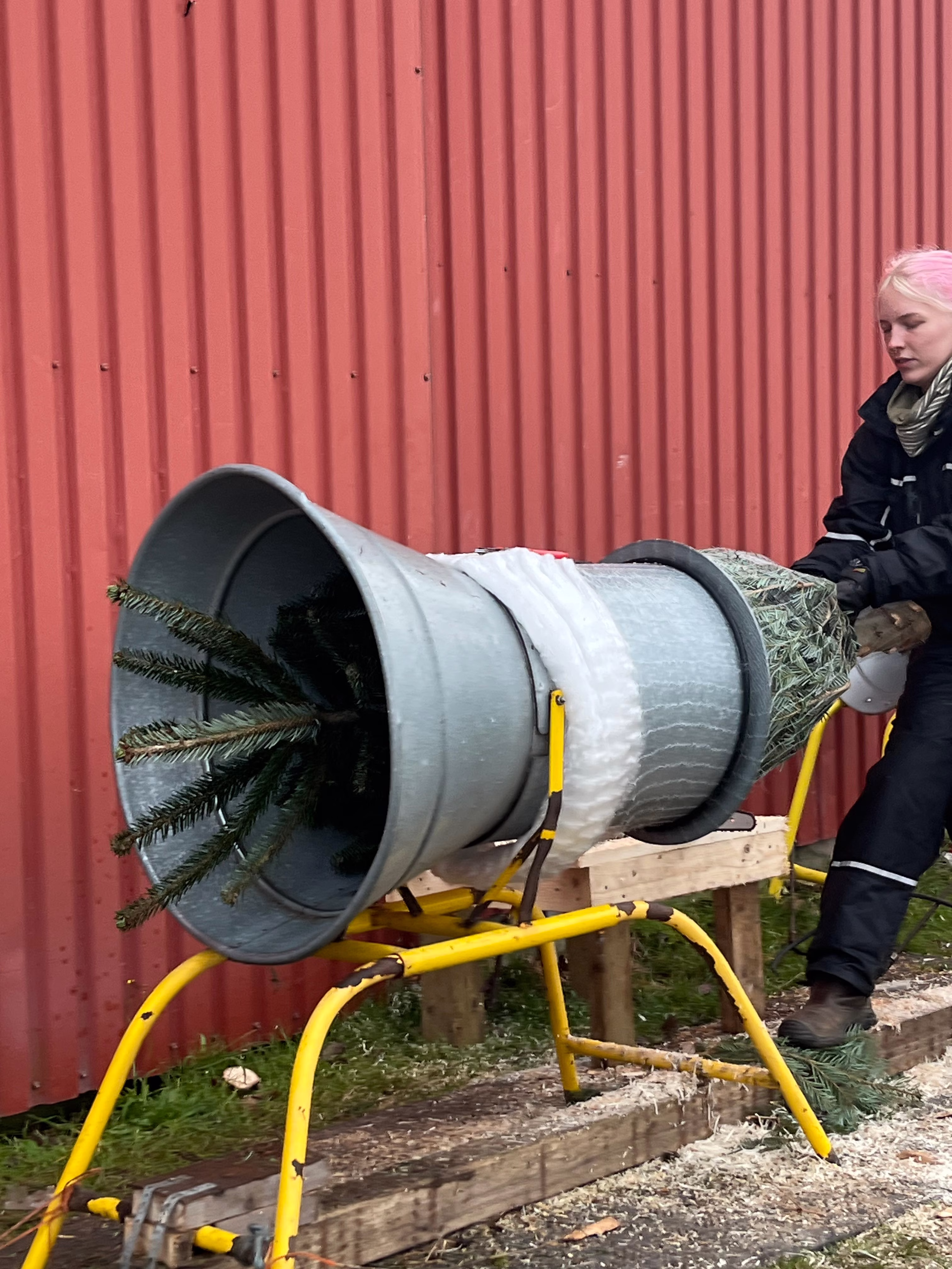 Lise netter juletræer hos Jagtgården Juletræer